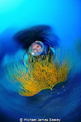 Diver and yellow fan by Michael James Sealey 